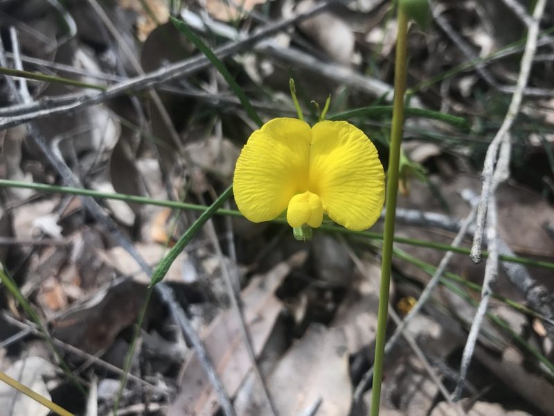 Gompholobium polymorphum, photographed by Ann Bentley