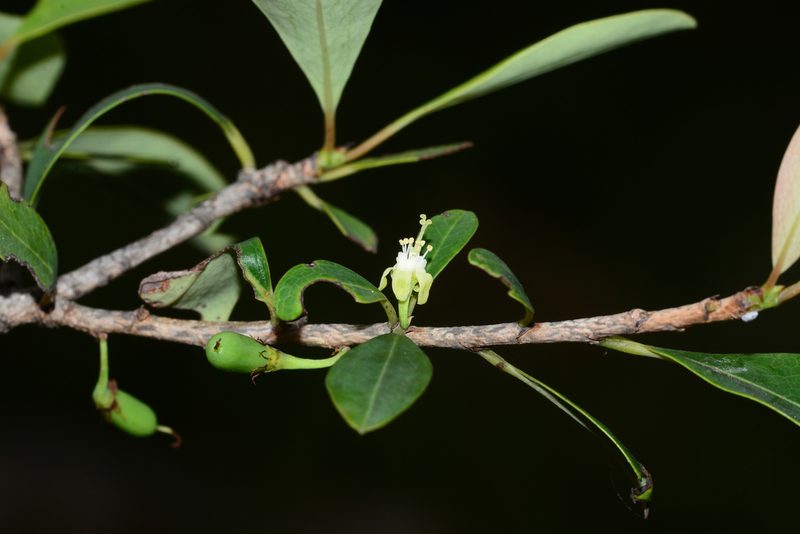 Erythroxylum monogynum, photographed by S.MORE