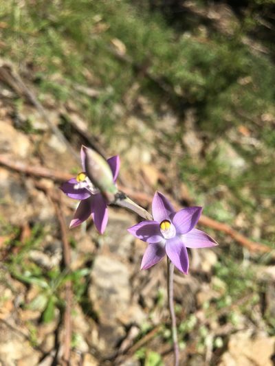 Thelymitra peniculata, photographed by yatesy