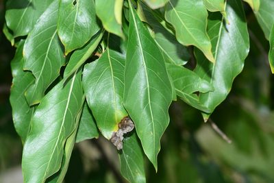 Morinda coreia, photographed by S.MORE