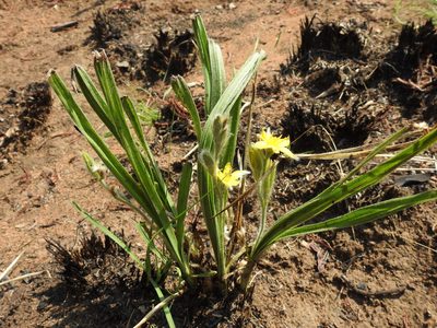 Hypoxis acuminata, photographed by Matthew Fainman