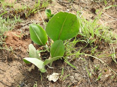 Senecio coronatus, photographed by Matthew Fainman
