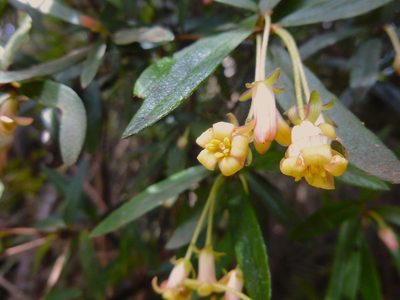 Pittosporum bicolor, photographed by Kiri Bee