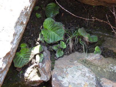 Streptocarpus vandeleurii, photographed by Matthew Fainman