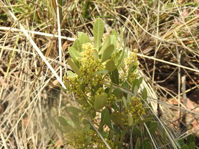 Searsia magalismontana, photographed by Matthew Fainman