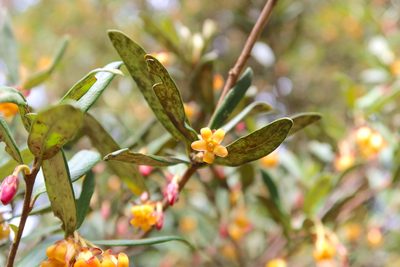 Pittosporum bicolor, photographed by Kiri Bee