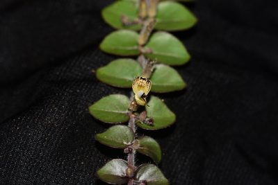 Andrographis serpyllifolia, photographed by S.MORE