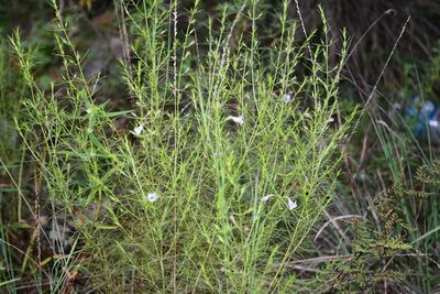 Parasopubia delphiniifolia, photographed by S.MORE