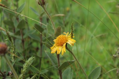 Calea peruviana, photographed by Andrés Ramírez-Barrera