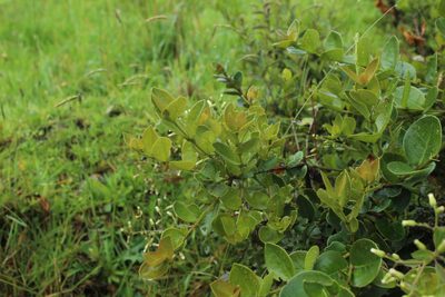 Myrcianthes leucoxyla, photographed by Andrés Ramírez-Barrera