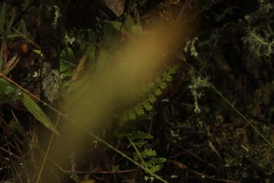 Pleopeltis murorum, photographed by Andrés Ramírez-Barrera