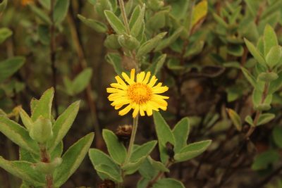 Calea peruviana, photographed by Andrés Ramírez-Barrera