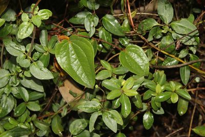 Smilax tomentosa, photographed by Andrés Ramírez-Barrera
