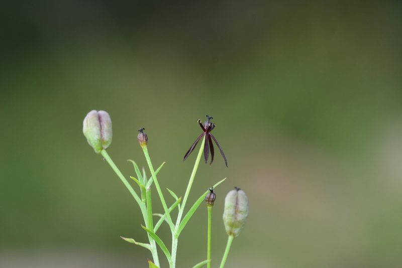 Iphigenia magnifica, photographed by S.MORE