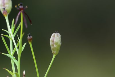 Iphigenia magnifica, photographed by S.MORE