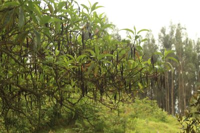 Escallonia pendula, photographed by Andrés Ramírez-Barrera