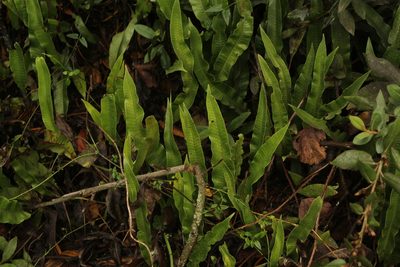 Serpocaulon levigatum, photographed by Andrés Ramírez-Barrera