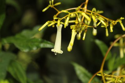 Palicourea paniculata, photographed by Andrés Ramírez-Barrera