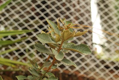 Clethra fimbriata, photographed by Andrés Ramírez-Barrera