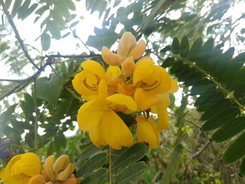 Senna multijuga, photographed by Francisco Emilio Roldán Velasco