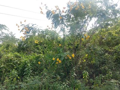 Senna multijuga, photographed by Francisco Emilio Roldán Velasco
