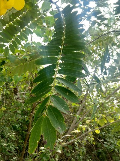 Senna multijuga, photographed by Francisco Emilio Roldán Velasco