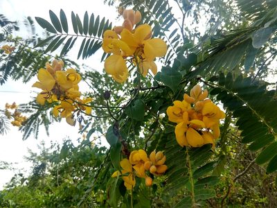 Senna multijuga, photographed by Francisco Emilio Roldán Velasco