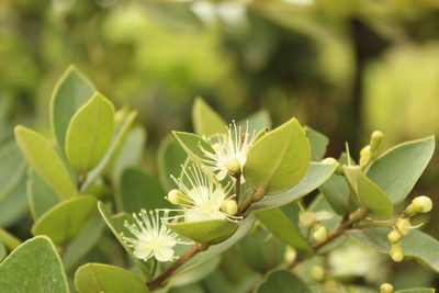 Myrcianthes leucoxyla, photographed by Andrés Ramírez-Barrera