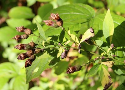 Klasea quinquefolia, photographed by Юрий Данилевский (Yuriy Danilevsky)