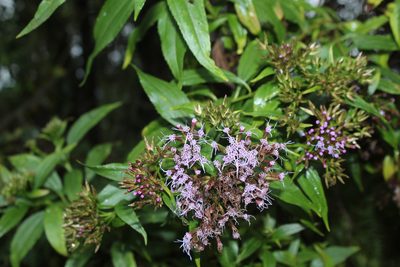 Chromolaena perglabra, photographed by Andrés Ramírez-Barrera