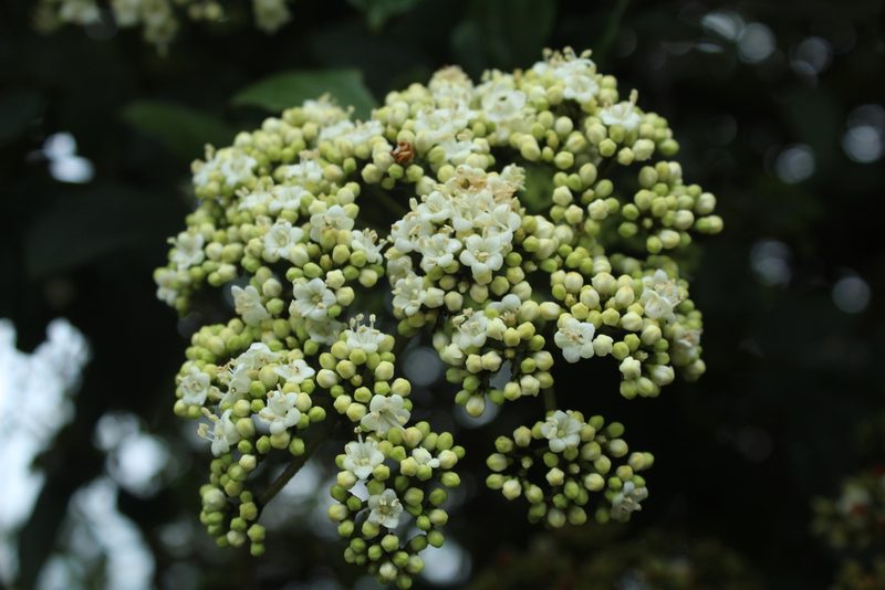 Viburnum tinoides, photographed by Andrés Ramírez-Barrera