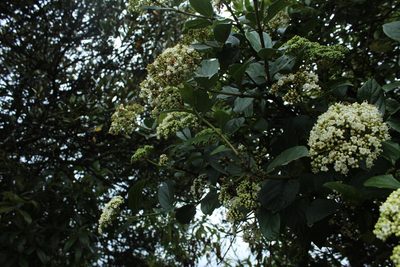 Viburnum tinoides, photographed by Andrés Ramírez-Barrera