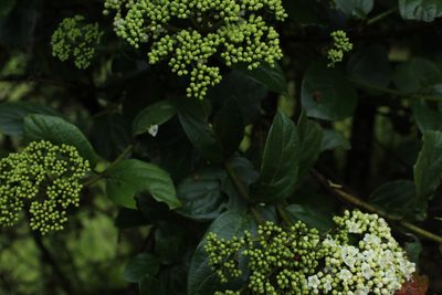 Viburnum tinoides, photographed by Andrés Ramírez-Barrera