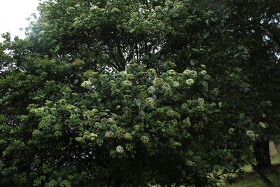 Viburnum tinoides, photographed by Andrés Ramírez-Barrera