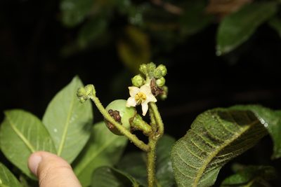 Solanum oblongifolium, photographed by Andrés Ramírez-Barrera
