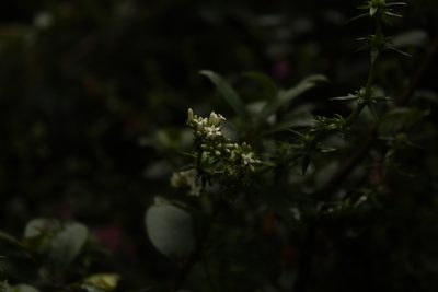 Galianthe bogotensis, photographed by Andrés Ramírez-Barrera