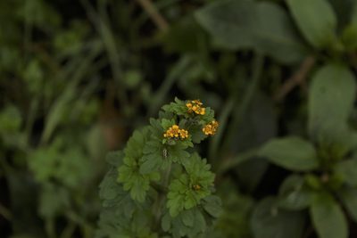 Villanova oppositifolia, photographed by Andrés Ramírez-Barrera