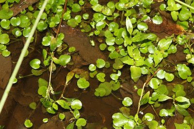 Ranunculus flagelliformis, photographed by Andrés Ramírez-Barrera