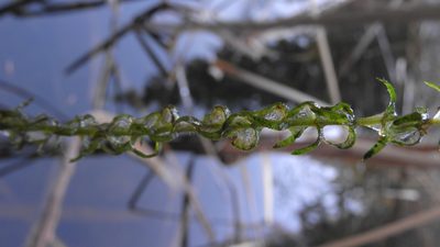 Elodea nuttallii, photographed by Maky.Orel