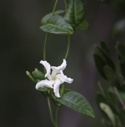 Echites umbellatus, photographed by Aitor