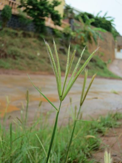 Enteropogon prieurii, photographed by bat (Maria Vorontsova)