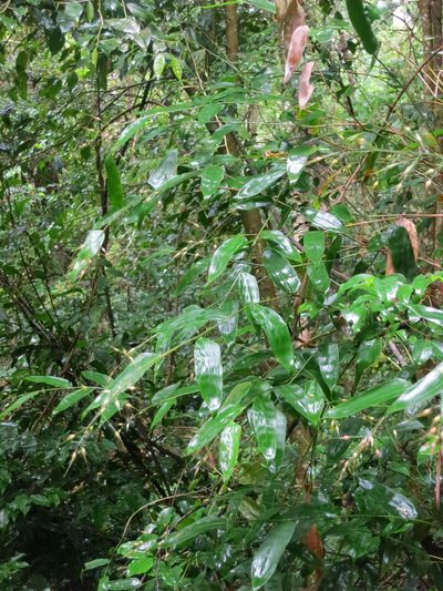 Olyra latifolia, photographed by bat (Maria Vorontsova)