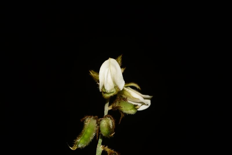 Tephrosia villosa, photographed by S.MORE