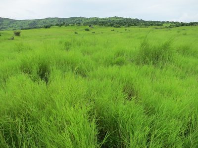 Themeda quadrivalvis, photographed by bat (Maria Vorontsova)