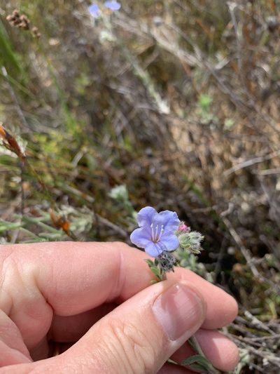 Lobostemon trichotomus, photographed by Dave Richardson