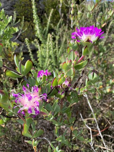 Erepsia pillansii, photographed by Dave Richardson