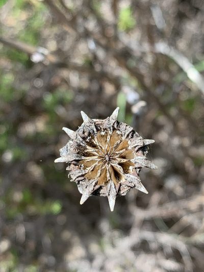 Erepsia pillansii, photographed by Dave Richardson