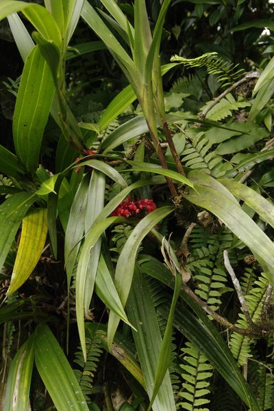 Maxillaria fulgens, photographed by Eric Knight