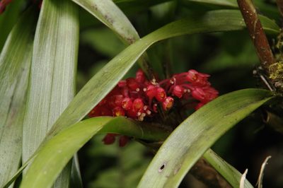 Maxillaria fulgens, photographed by Eric Knight
