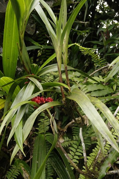 Maxillaria fulgens, photographed by Eric Knight